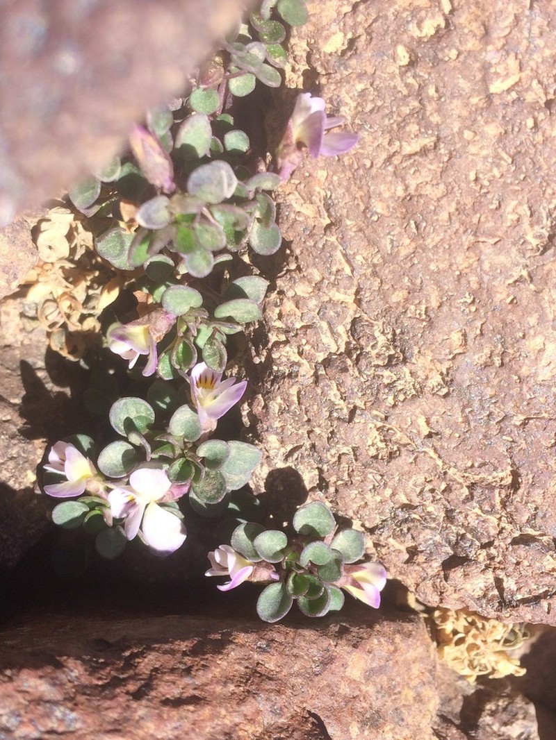 Viola dyris photo 2