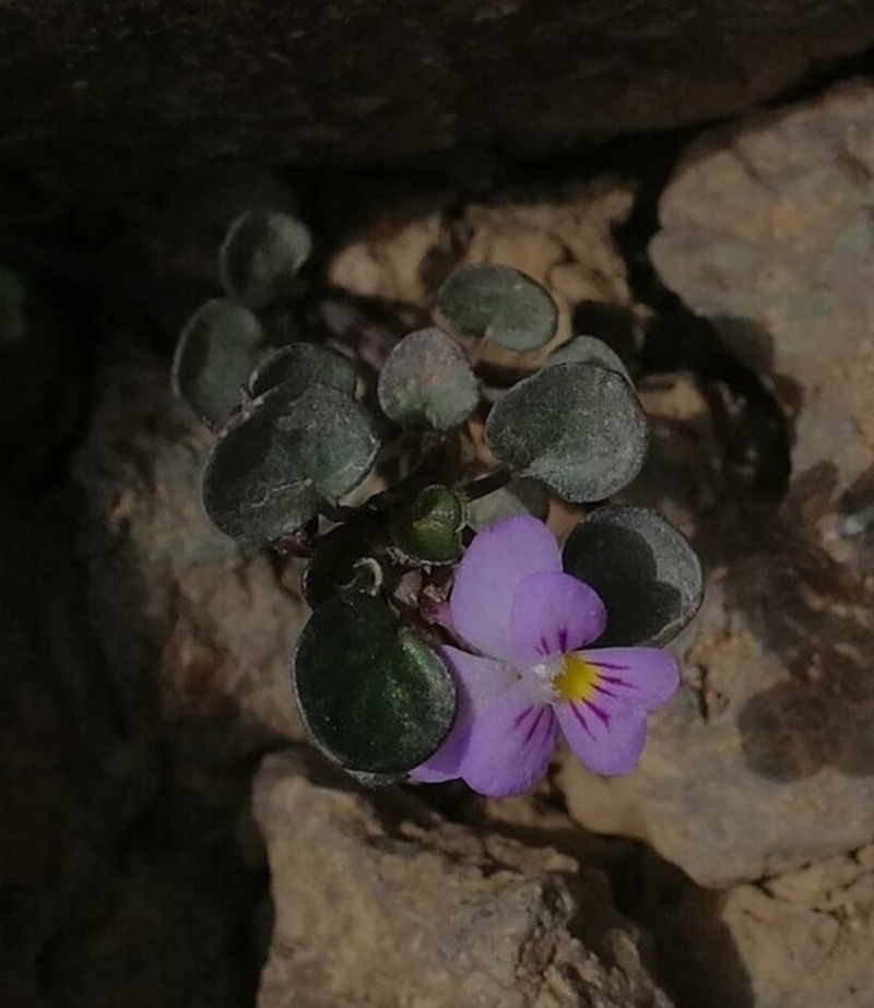 Viola dyris photo 3