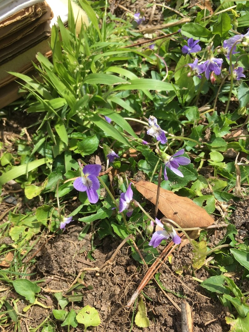 Viola edulis photo 2