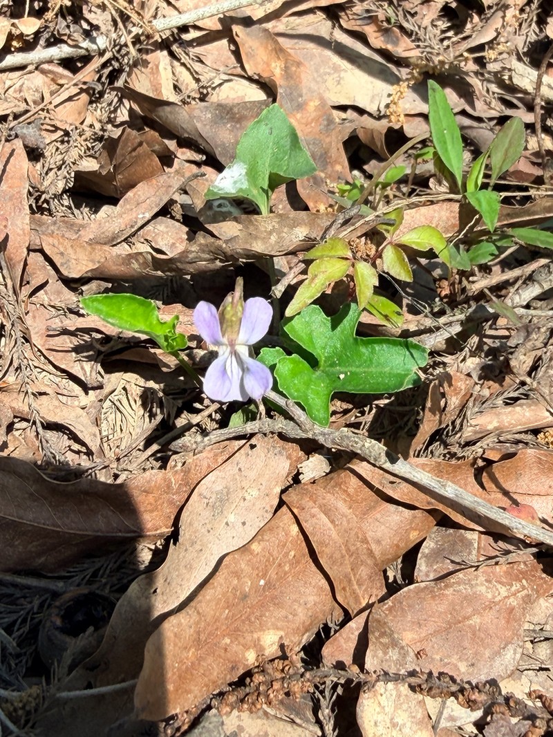 Viola edulis photo 3