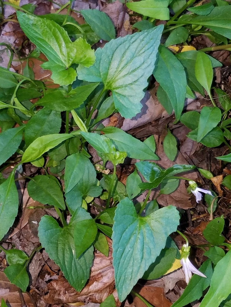 Viola edulis photo 4