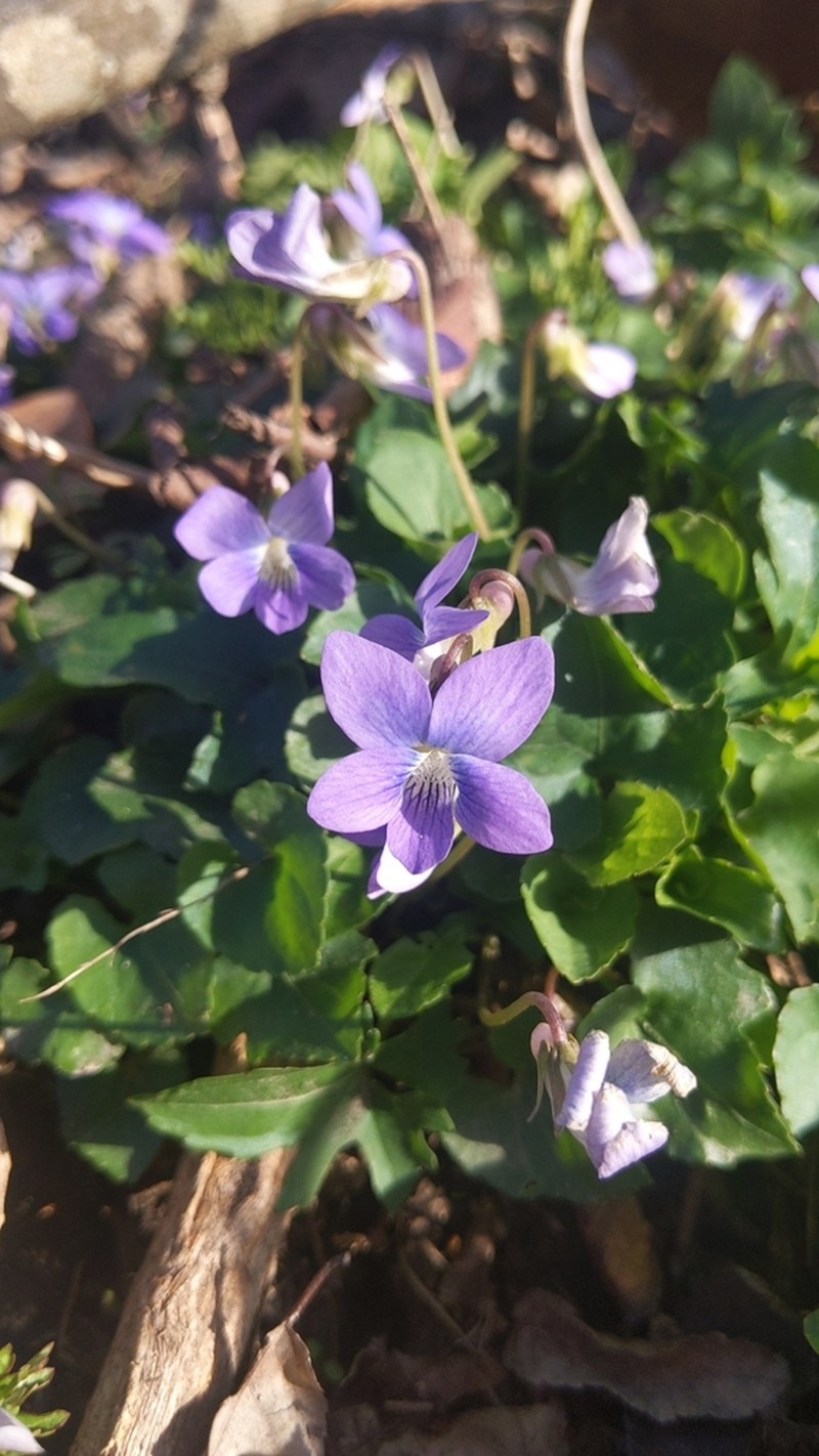 Viola edulis photo 5
