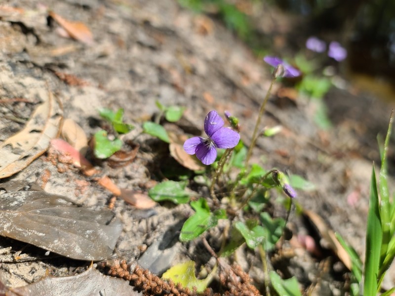 Viola edulis photo 6