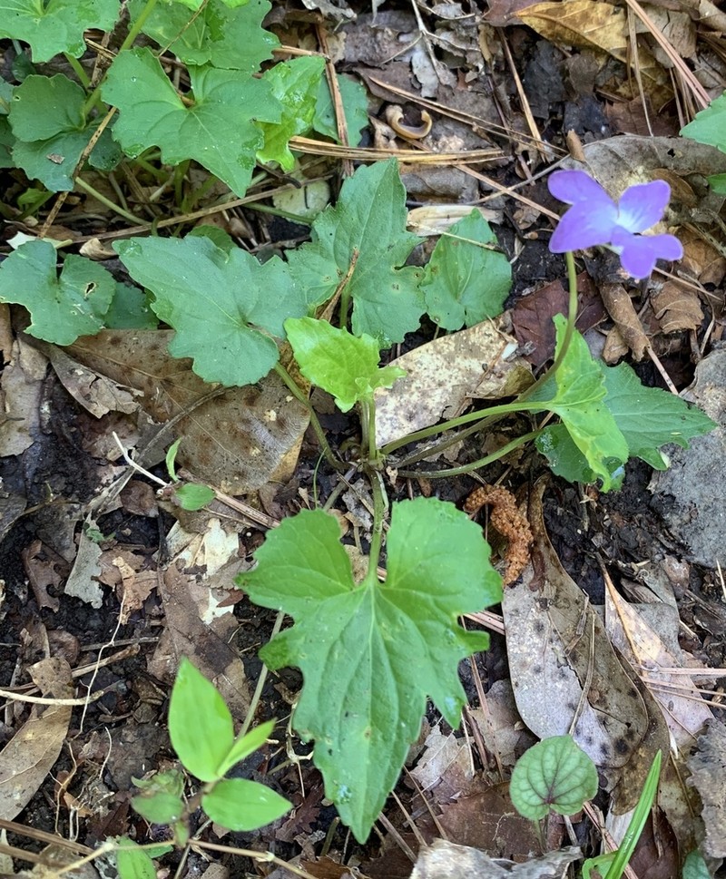 Viola edulis photo 7