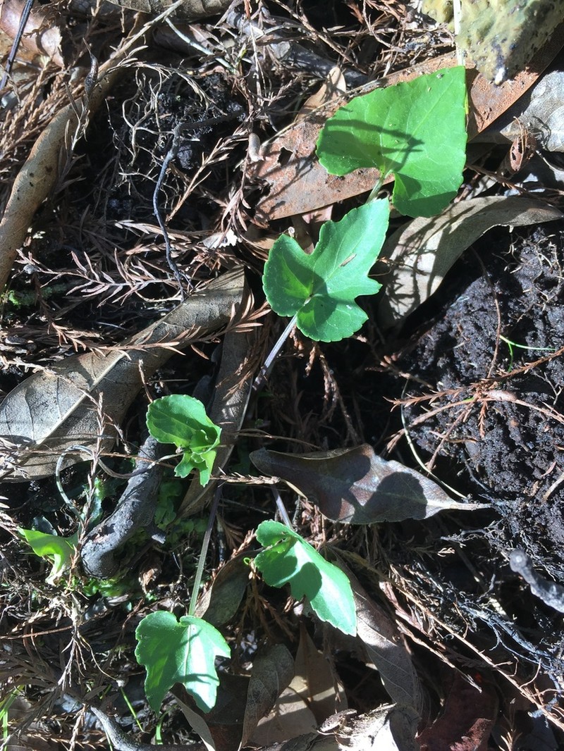 Viola edulis photo 8