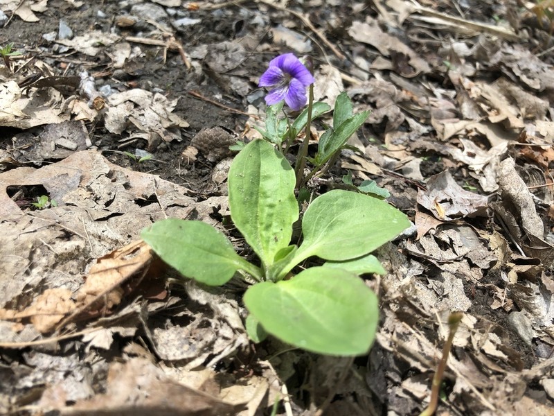 Glade Violet photo 3
