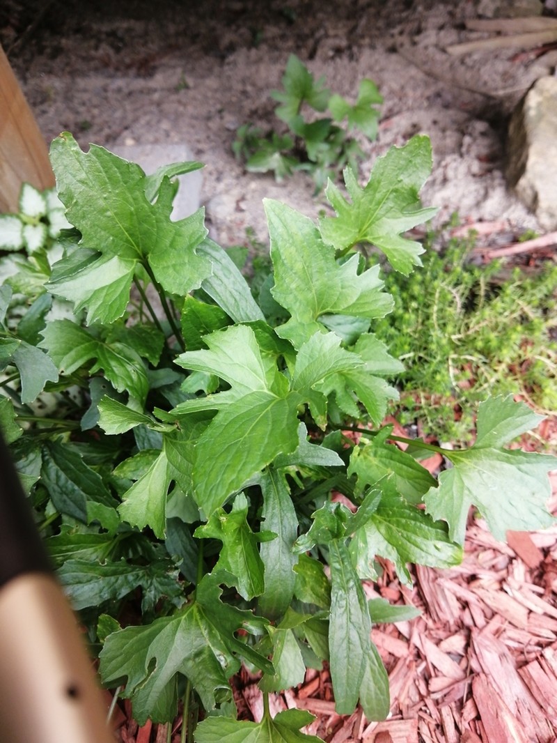 Glade Violet photo 4