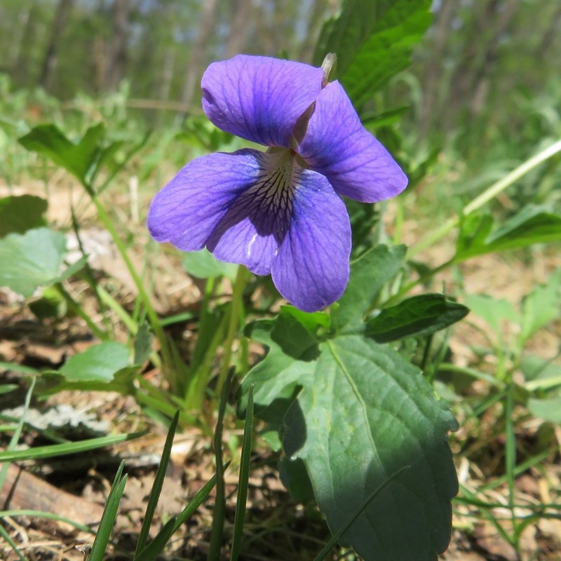 Glade Violet photo 5