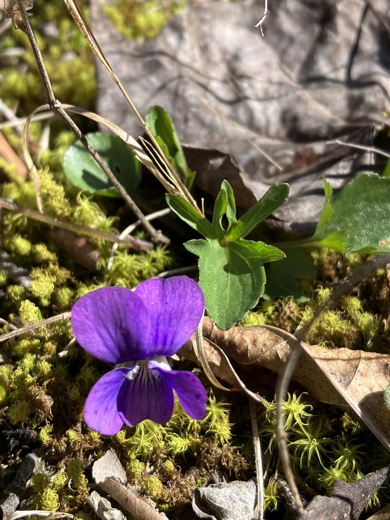 Glade Violet photo 6