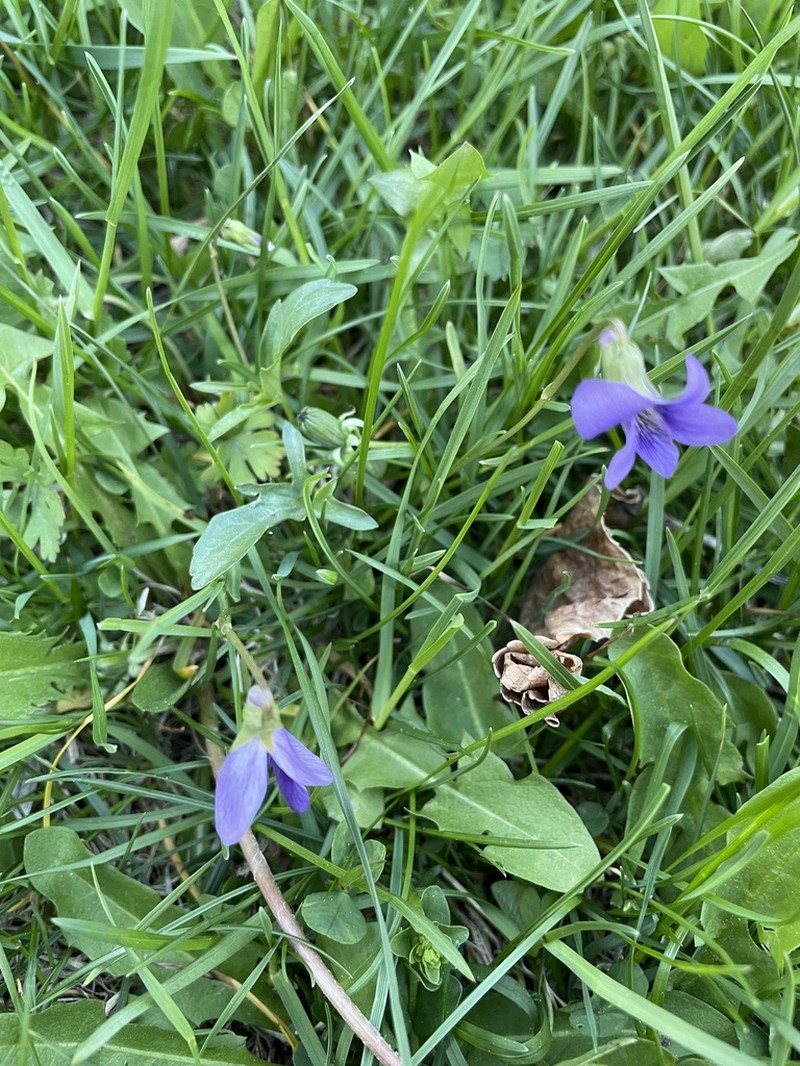Glade Violet photo 7