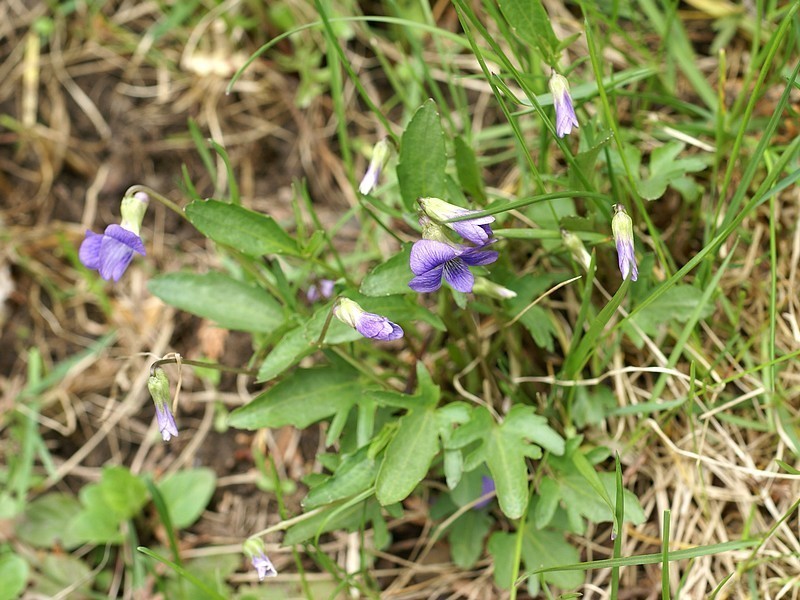 Glade Violet photo 8