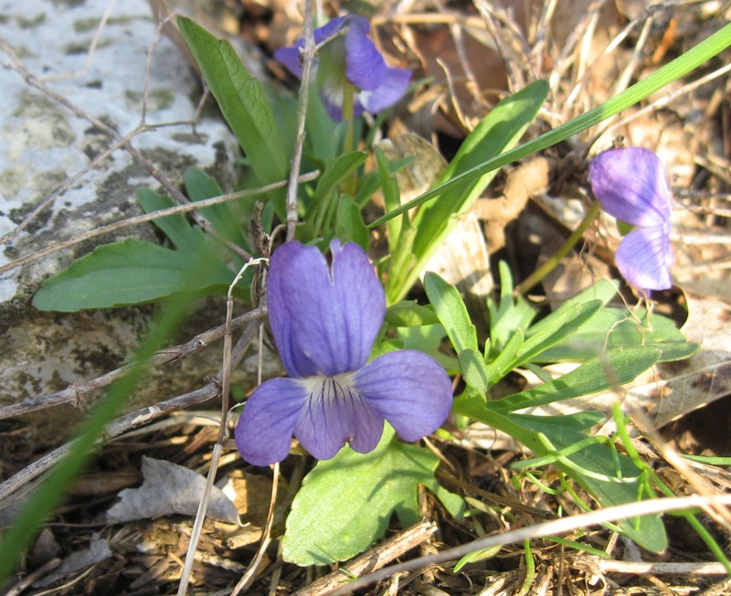 Glade Violet