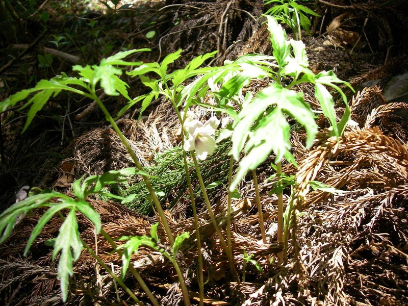 Viola eizanensis