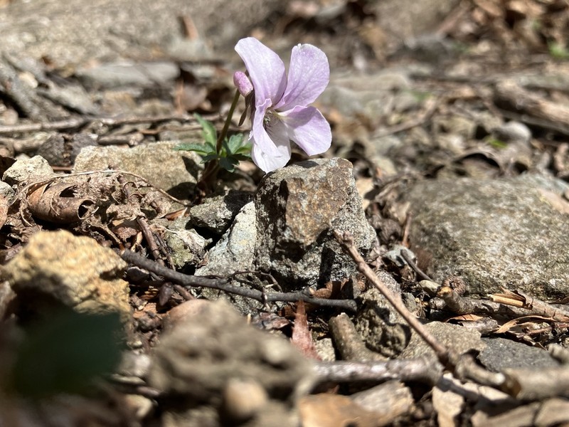 Viola eizanensis photo 2