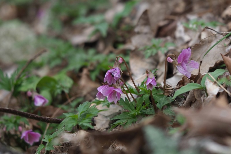 Viola eizanensis photo 3