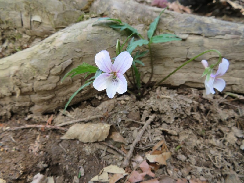 Viola eizanensis photo 4
