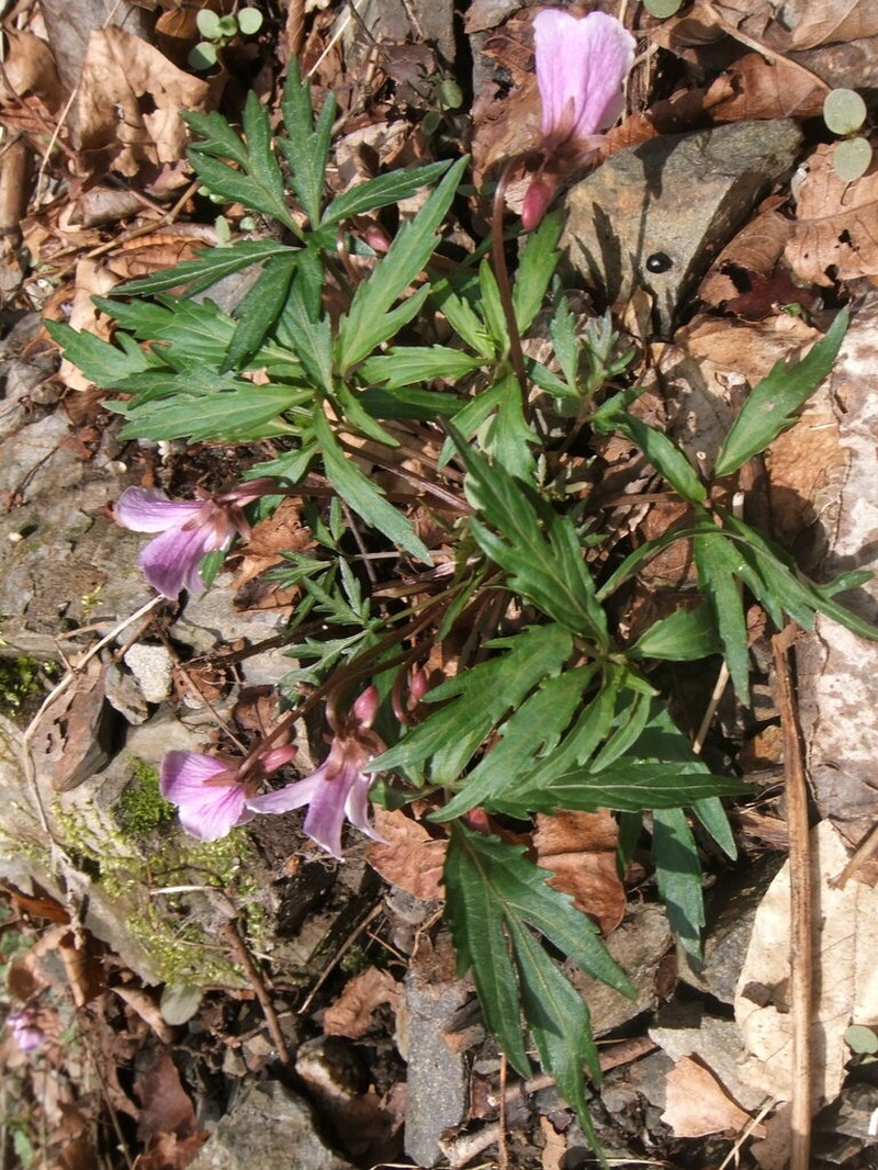 Viola eizanensis photo 5