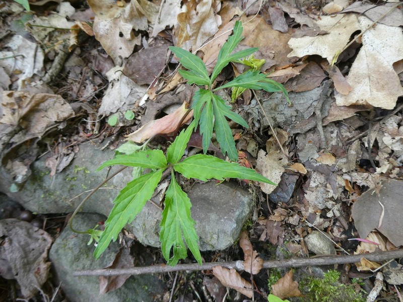 Viola eizanensis photo 6