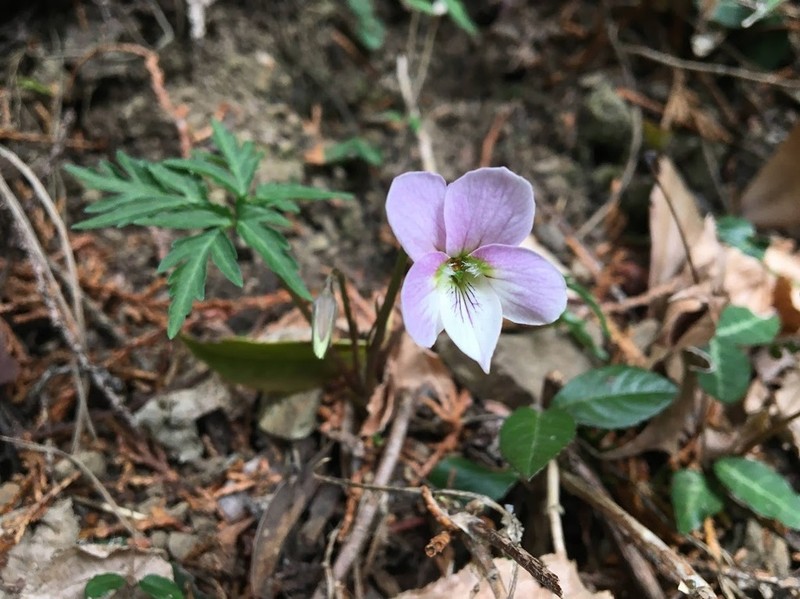 Viola eizanensis photo 7