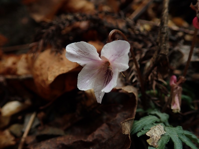Viola eizanensis photo 8