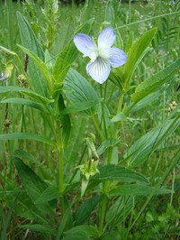Viola elatior