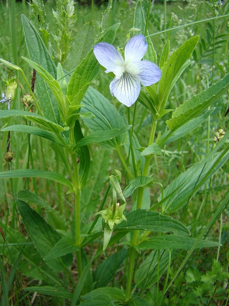 Viola elatior