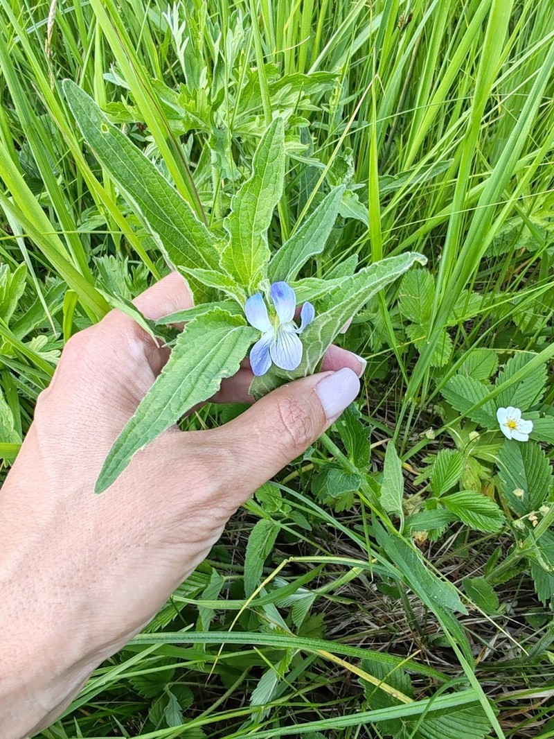 Viola elatior photo 2