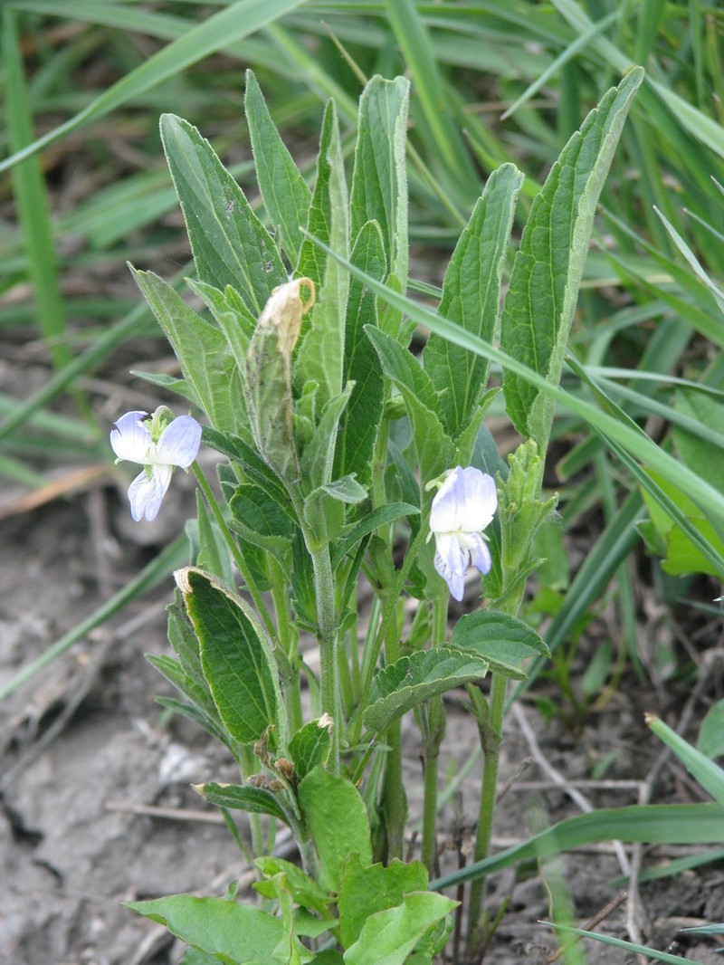 Viola elatior photo 3
