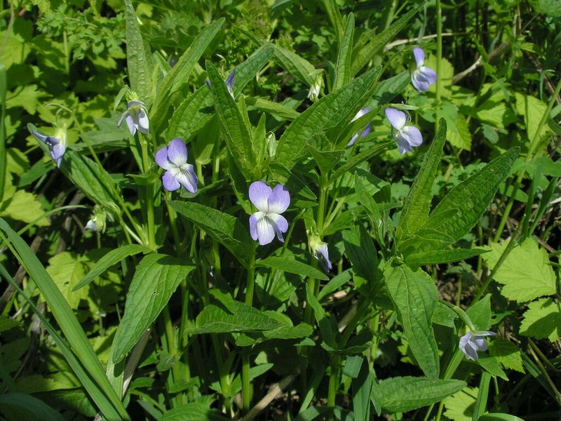 Viola elatior photo 4