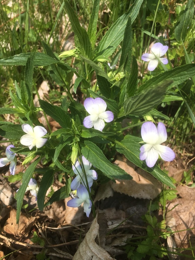 Viola elatior photo 5