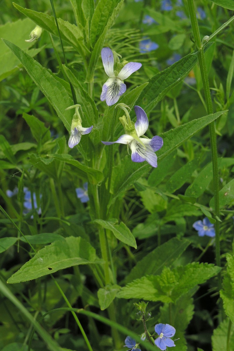 Viola elatior photo 6