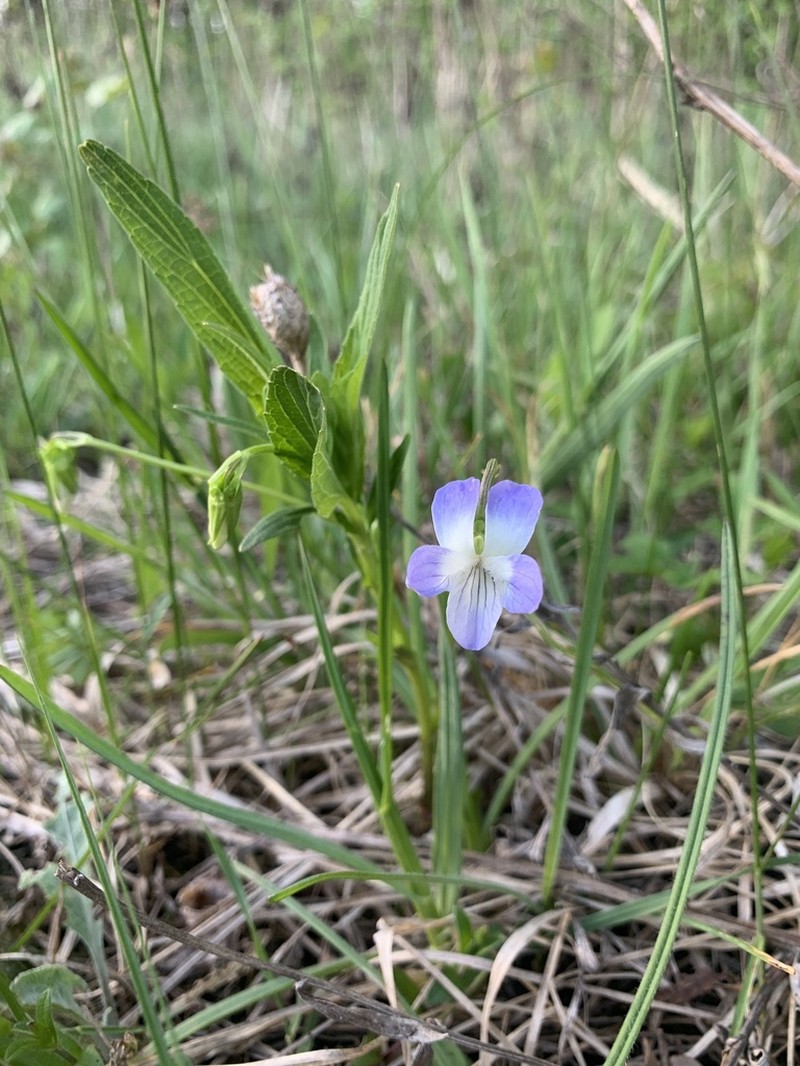 Viola elatior photo 7