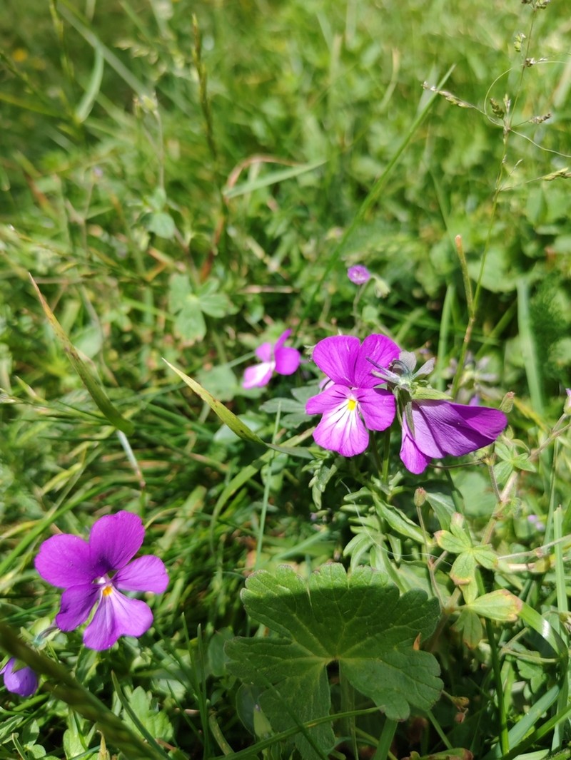 Viola elegantula