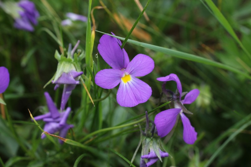 Viola elegantula photo 2