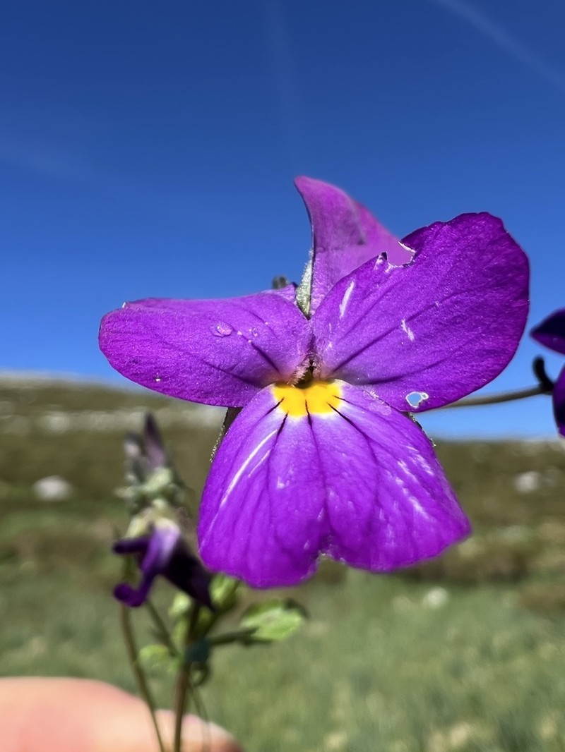 Viola elegantula photo 3