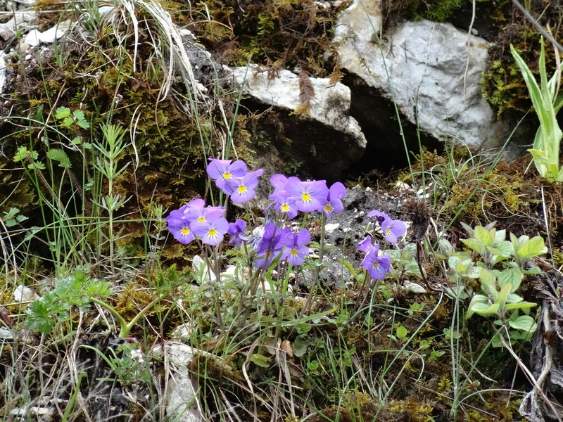 Viola elegantula photo 4