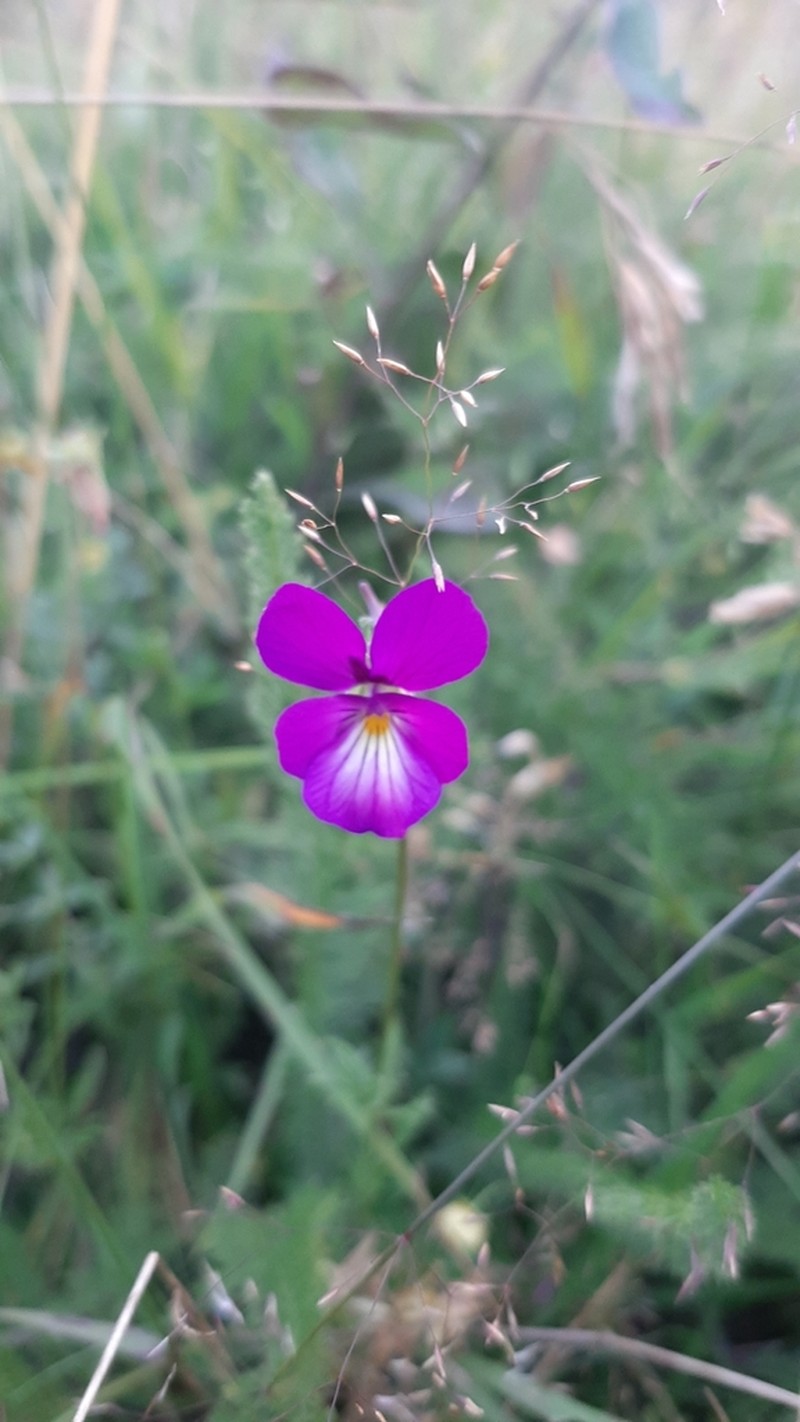 Viola elegantula photo 5