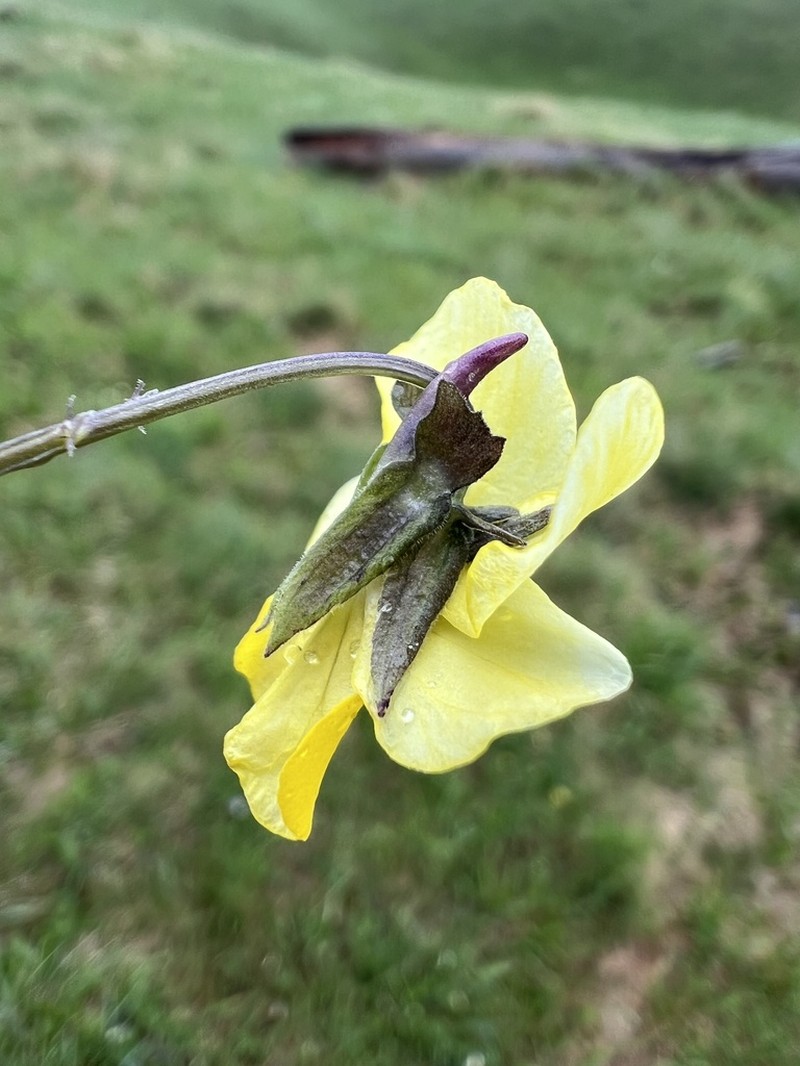 Viola elegantula photo 6