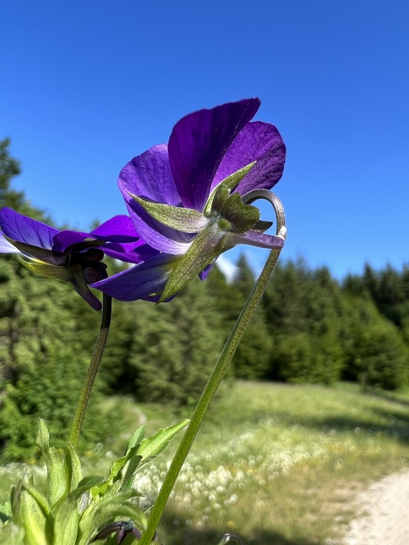Viola elegantula photo 8