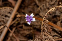 Viola eminens