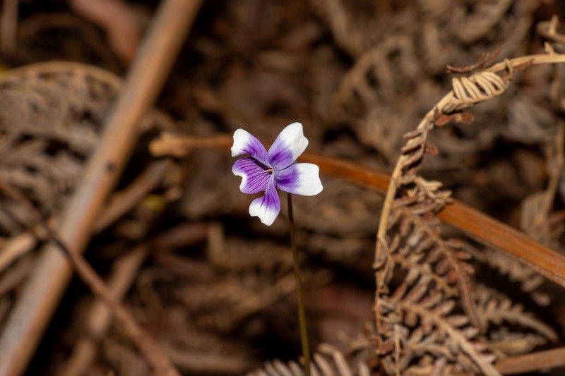 Viola eminens