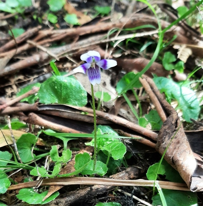 Viola eminens photo 2