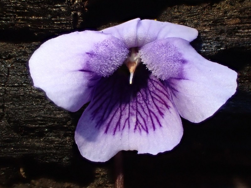 Viola eminens photo 3
