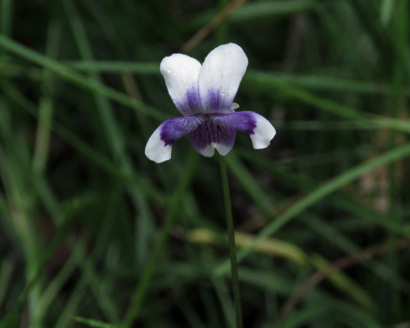 Viola eminens photo 4