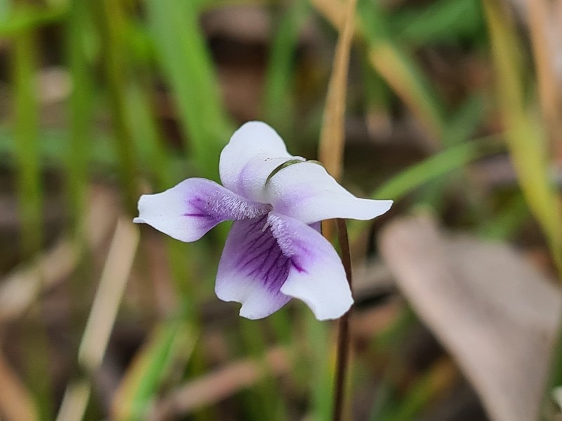 Viola eminens photo 5