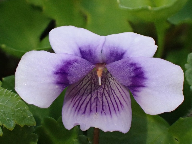 Viola eminens photo 6