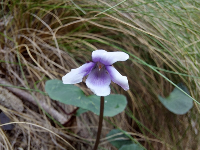 Viola eminens photo 7