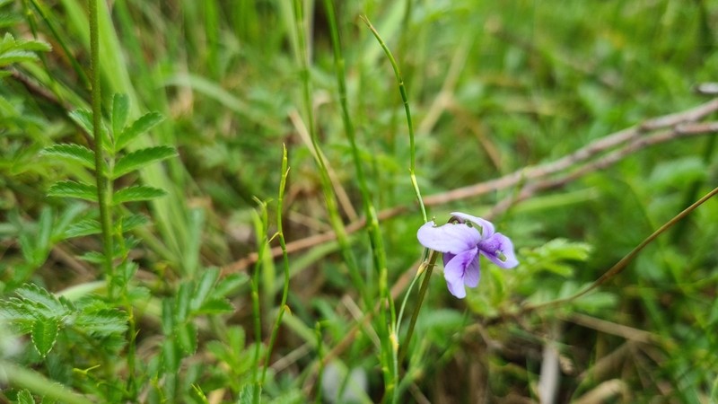 Viola eminens photo 8