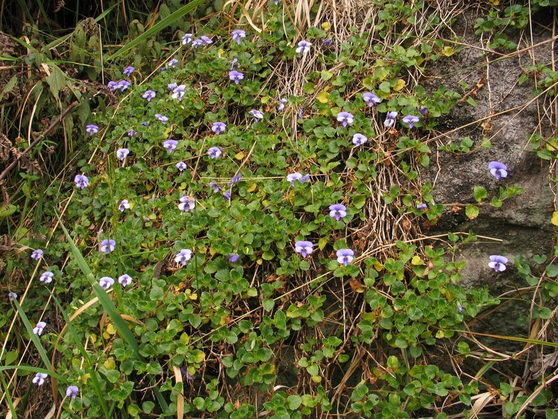 Viola eminii