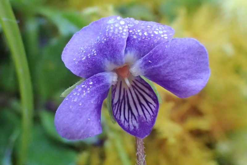 Viola eminii photo 2